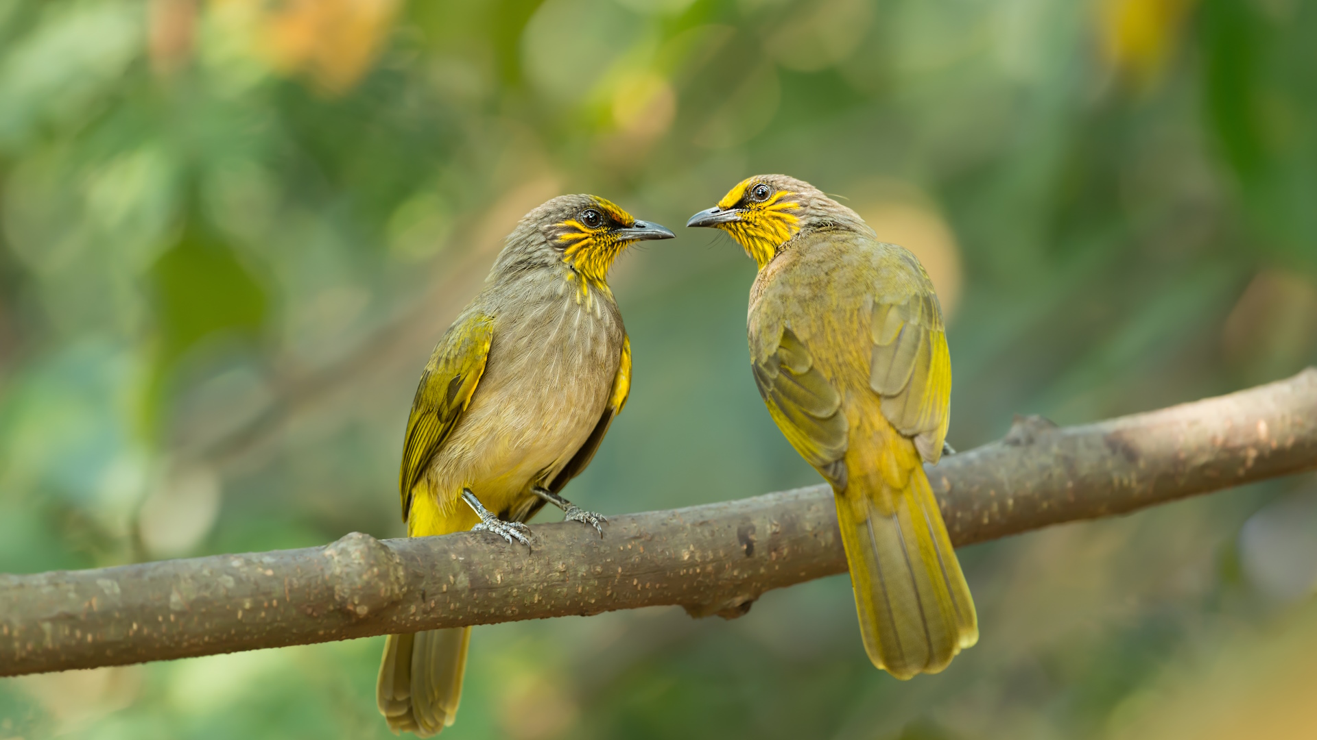 Två fåglar som tar en första kontakt symboliserar första intrycket
